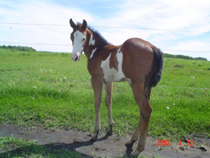 Bay Overo Filly 