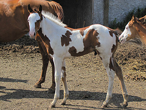 Paint Barrel Racing Colt