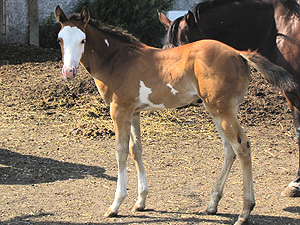 Paint Barrel Racing Filly