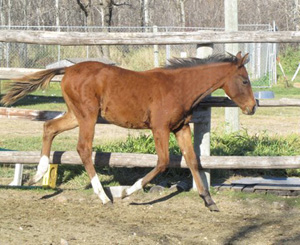 Solid Bay Paint Filly