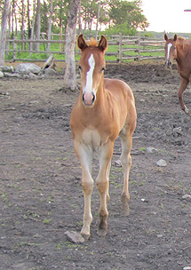 Paint Barrel Racing Colt