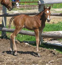 Paint Barrel Racing Colt