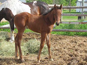 Paint Barrel Racing Colt